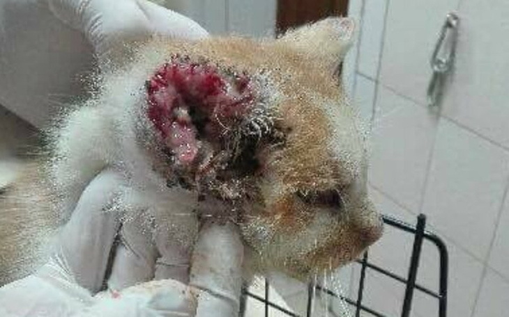 Zbiórka Ratujmy kiciusia - zdjęcie główne