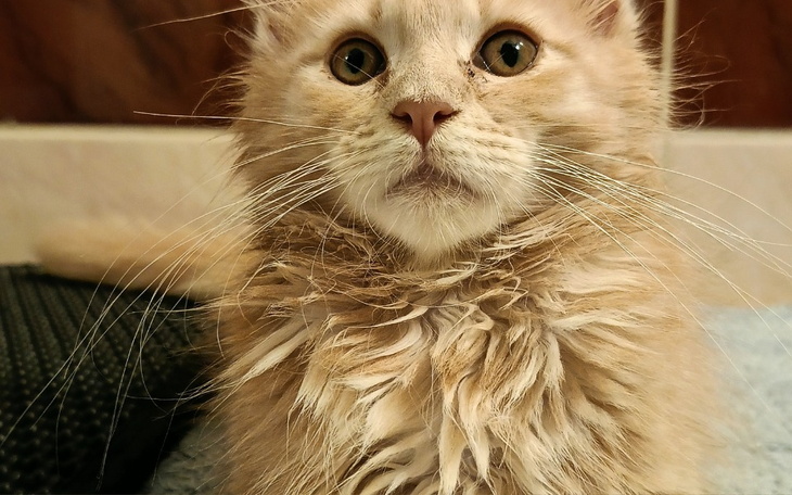 Zbiórka Janusz FIP koci - zdjęcie główne