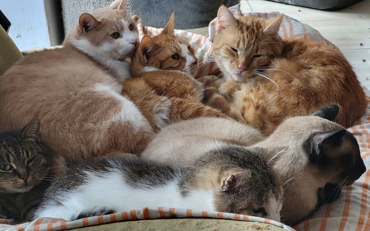 Grupa kotów leżących razem, tworzących przytulne gniazdo.