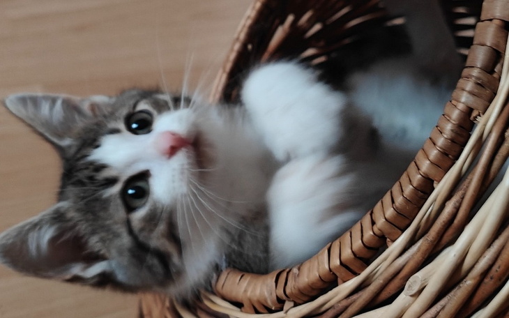 Kotek w wiklinowym koszu, z ciekawym spojrzeniem.