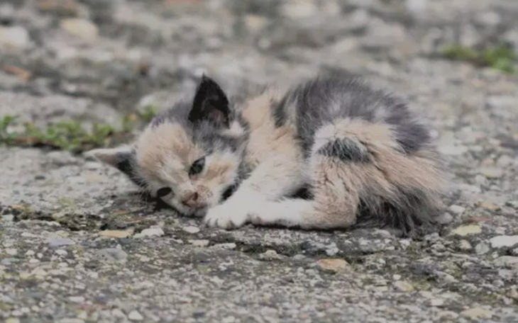 Zbiórka Fundacja Medor - dla zwierzątek. - zdjęcie główne