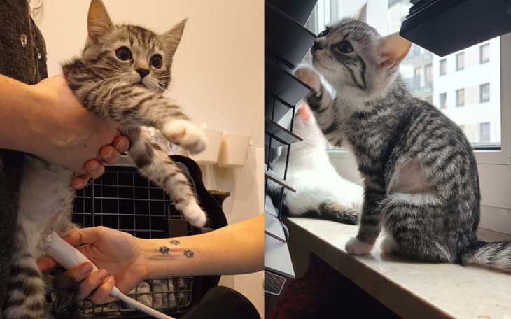 Dwa małe koty bawiące się w domu.