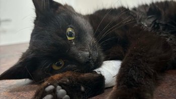 Zbiórka Walka z FIP - miniaturka zdjęcia