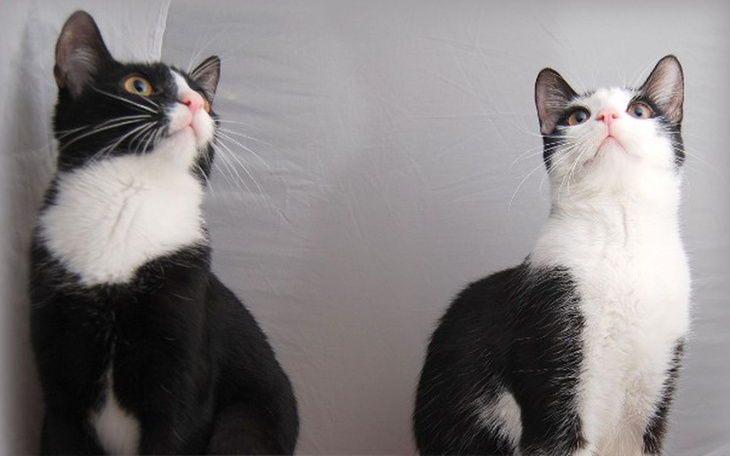 Zbiórka Jedzenie i żwirek dla kotów - zdjęcie główne