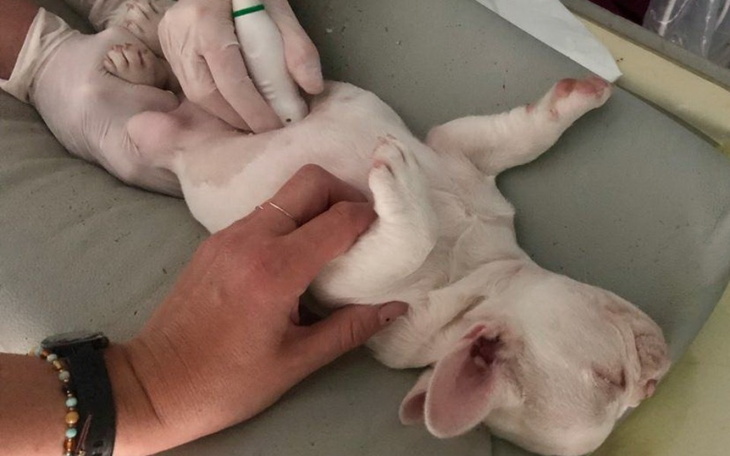 Zbiórka Na dalszą operację dla Pigi - zdjęcie główne