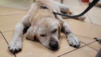 Zbiórka Seniorka z pseudohodowli - miniaturka zdjęcia