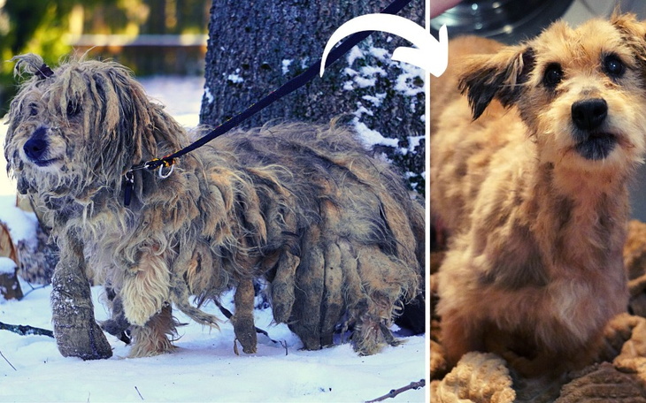 Zbiórka Uratowane przed zamarznięciem - zdjęcie główne