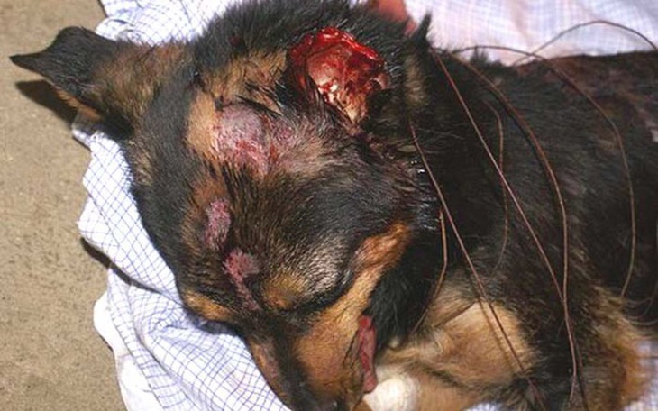 Zbiórka Skatowany piesek POMAGAMY - zdjęcie główne