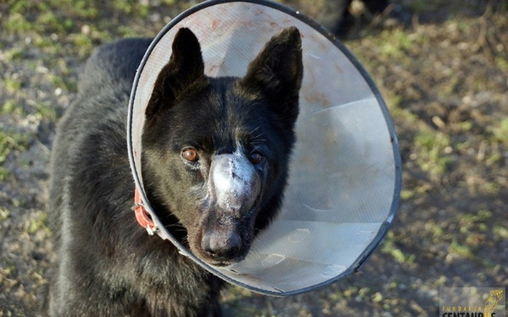 Zbiórka Ratunek dla Garbuska. - zdjęcie główne