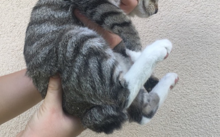 Zbiórka Pomoc w leczeniu malej kotki - zdjęcie główne