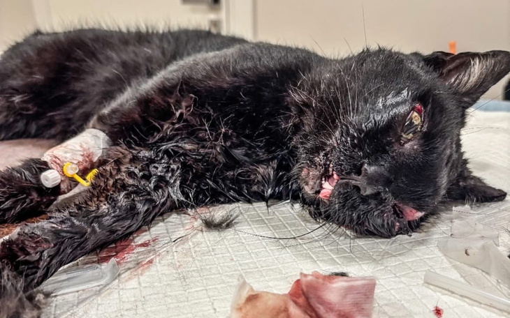 Chory kot w klinice weterynaryjnej, z ranami i kroplówką.