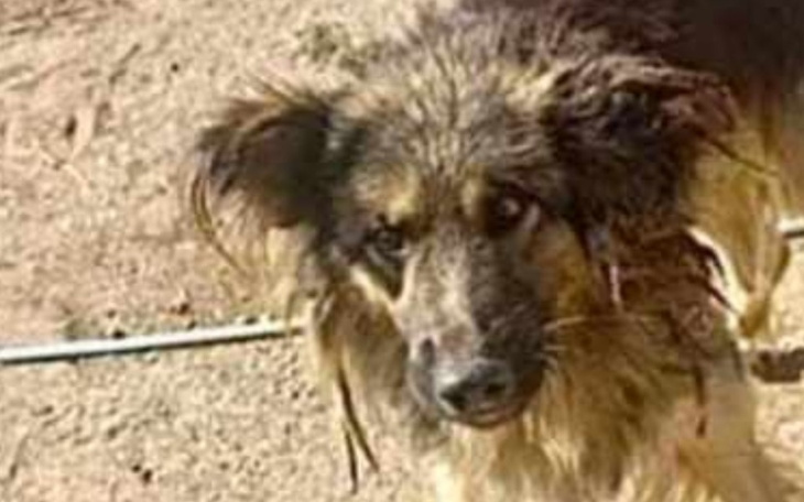 Zbiórka Frodo zbieram na transport - zdjęcie główne