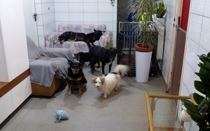 Psy w pomieszczeniu, czekające na adopcję.