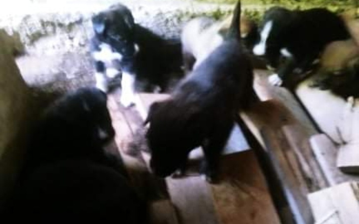 Zbiórka 9 szczeniąt w opuszczonym budynk - zdjęcie główne