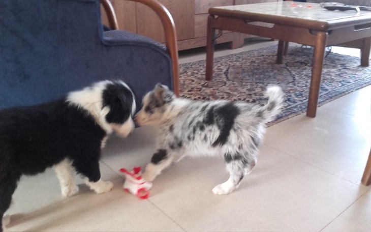 Zbiórka Odbiór szczeniaka i wyprawka - zdjęcie główne