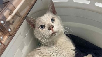 Zbiórka DUCH - żywy szkielet na ulicy - miniaturka zdjęcia