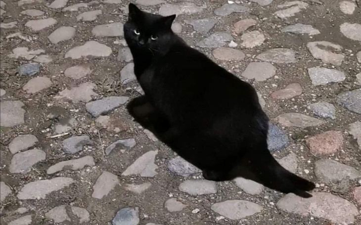 Zbiórka Na kastracje i veterynarza - zdjęcie główne