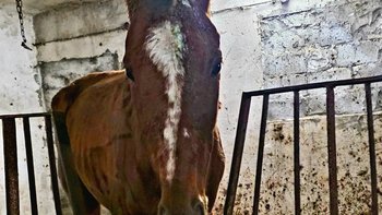 Zbiórka Jantar najwiekszy pechowiec - miniaturka zdjęcia