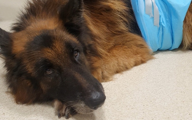 Zbiórka Ratowanie Owczarka Sharona - zdjęcie główne