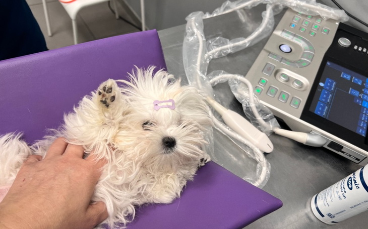 Zbiórka Nunu zbiera na operację łapki - zdjęcie główne