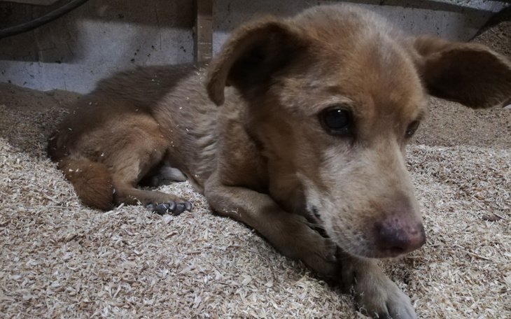 Zbiórka Wizyta kardiologiczna Rokiego - zdjęcie główne