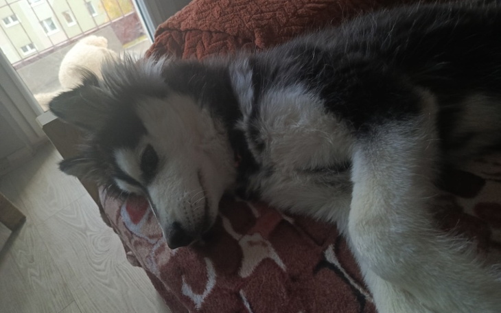 Zbiórka Operacja wodogłowia - zdjęcie główne