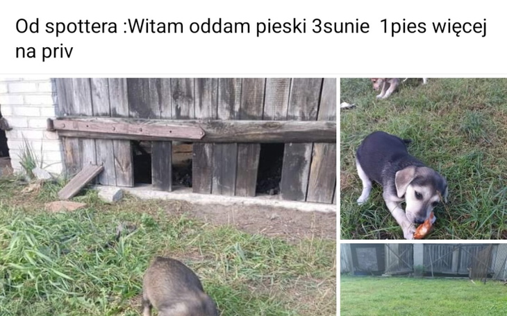 Zbiórka By nie trafiły na łańcuchy - zdjęcie główne