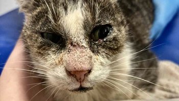 Zbiórka Diego - wrak kota błaga o pomoc - miniaturka zdjęcia