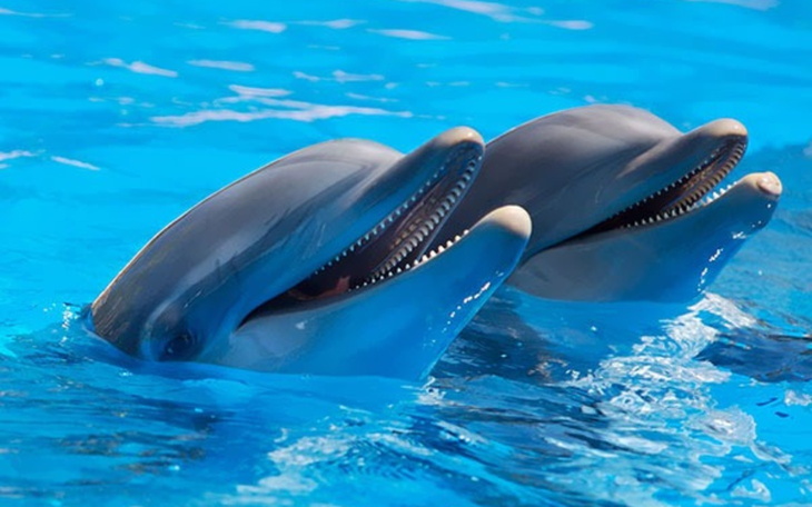 Dwa delfiny skaczące w wodzie, radosne i pełne energii.