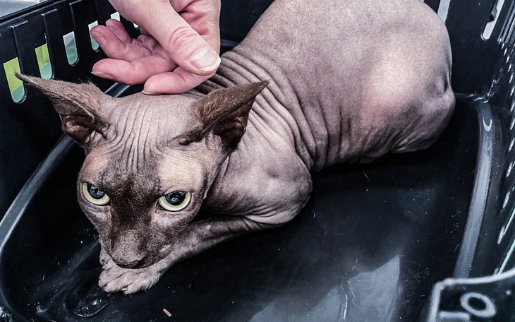 Zbiórka Skrzywdzone kocie dziecko - zdjęcie główne