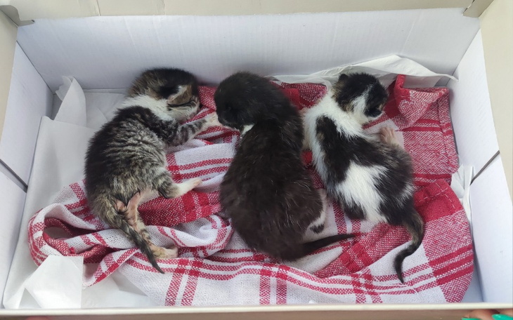 Zbiórka Pomoc odrzuconym kociętom - zdjęcie główne