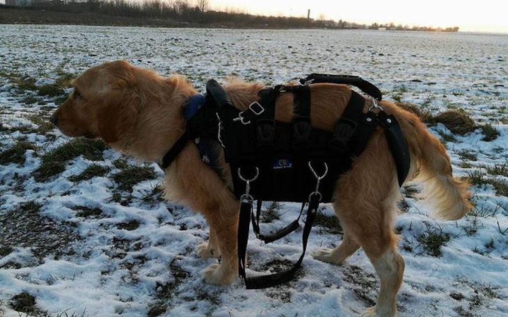 Zbiórka Wózek rehabilitacyjny dla Dejli - zdjęcie główne