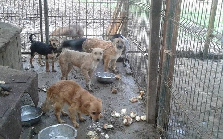 Zbiórka Karma dla zwierząt w Lublinie - zdjęcie główne