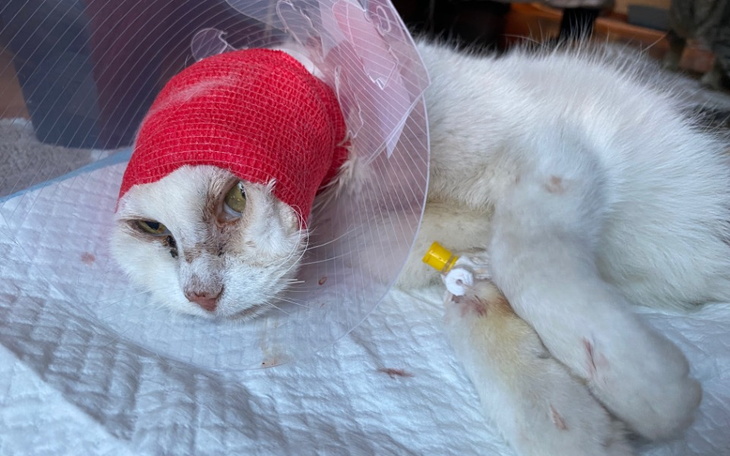 Zbiórka Walka z rakiem Kini - zdjęcie główne