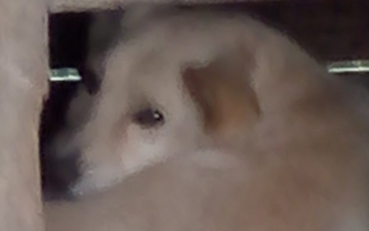 Zbliżenie na psa, który spogląda zza drewnianej konstrukcji.