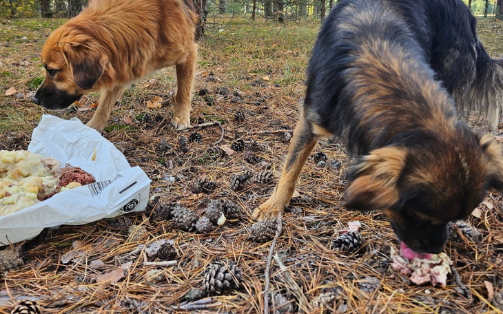 Zbiórka Pieski w Lesie - zdjęcie główne