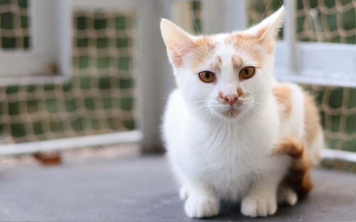 Zbiórka Profilaktyka Buby, Neli i Oliego - zdjęcie główne