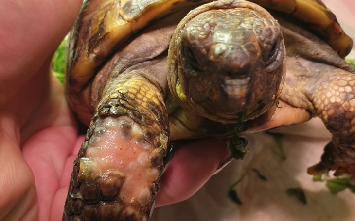 Zbiórka Pilna operacja żółwia - zdjęcie główne