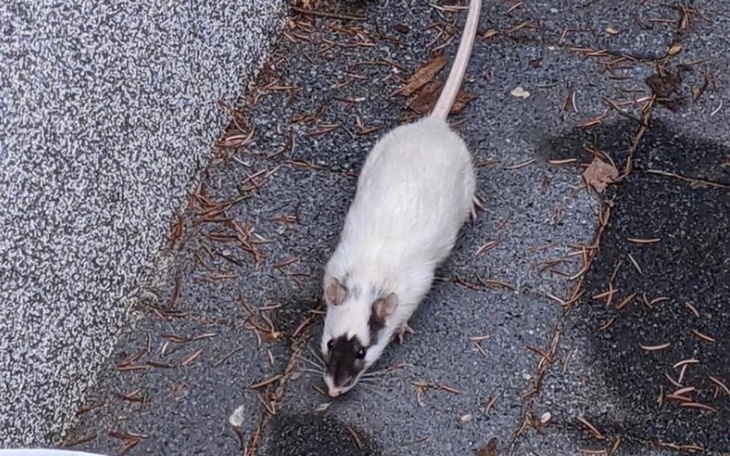 Zbiórka Żoliborski szczurek - zdjęcie główne