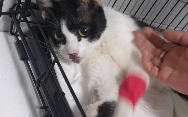 Zbiórka Ratujemy MIKUSIA przed śmiercią - zdjęcie główne