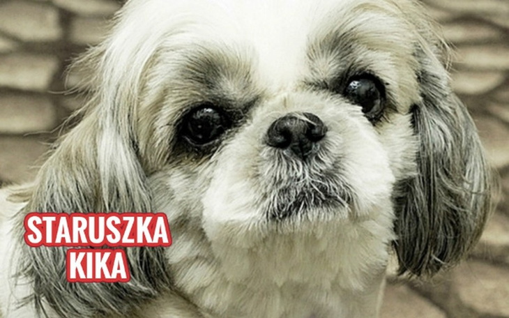 Zbiórka Leczenie Kiki - zdjęcie główne