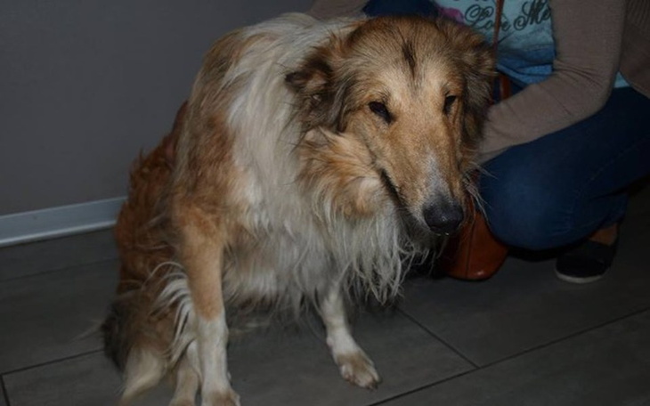 Pies rasy collie, siedzący w towarzystwie opiekuna.