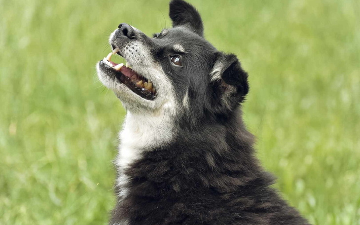 Czarny pies z białymi akcentami, patrzący w górę.