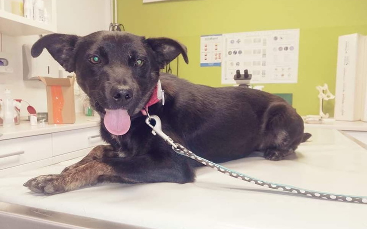 Zbiórka Korek zbiera na weta - zdjęcie główne