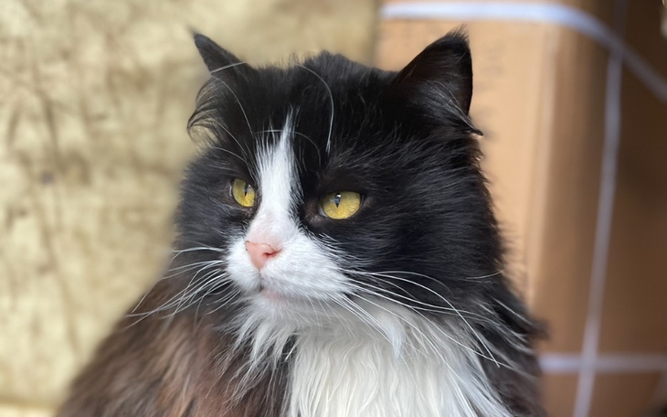 Zbiórka Ostatni ratunek dla Pipi - zdjęcie główne