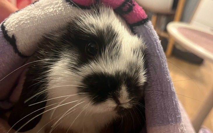 Zbiórka Leczenie Pocky - zdjęcie główne