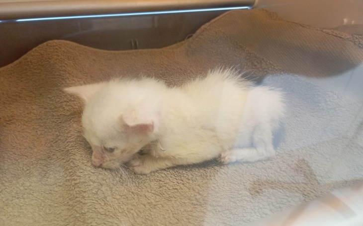 Mały biały kociak, leżący na ręczniku.