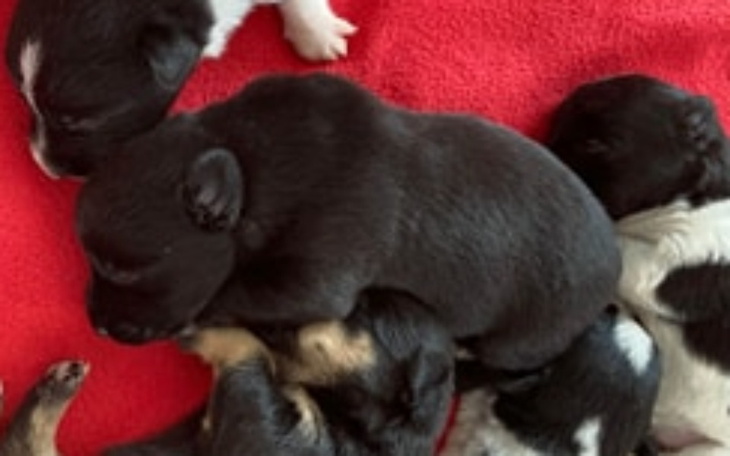 Zbiórka Pomóżmy Perełce i jej dzieciakom - zdjęcie główne