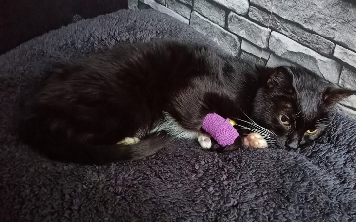 Zbiórka Daj szansę Luckowi - zdjęcie główne