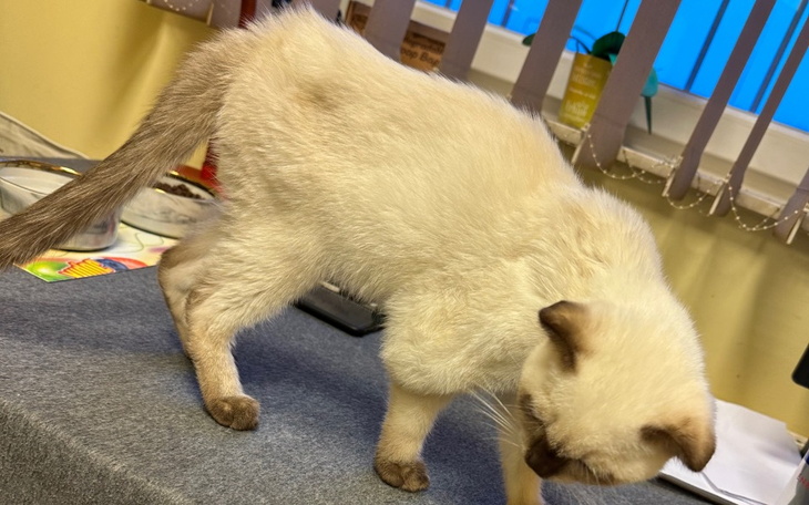 Zbiórka Spider walczy i musi wygrać - zdjęcie główne